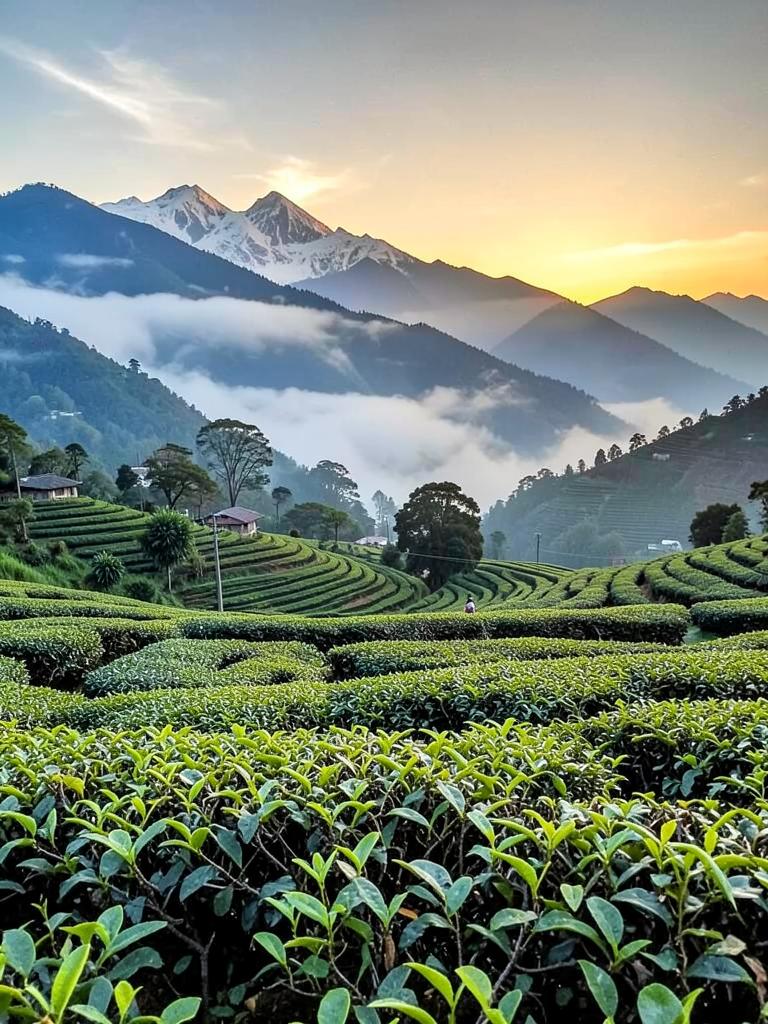Darjeeling holiday package